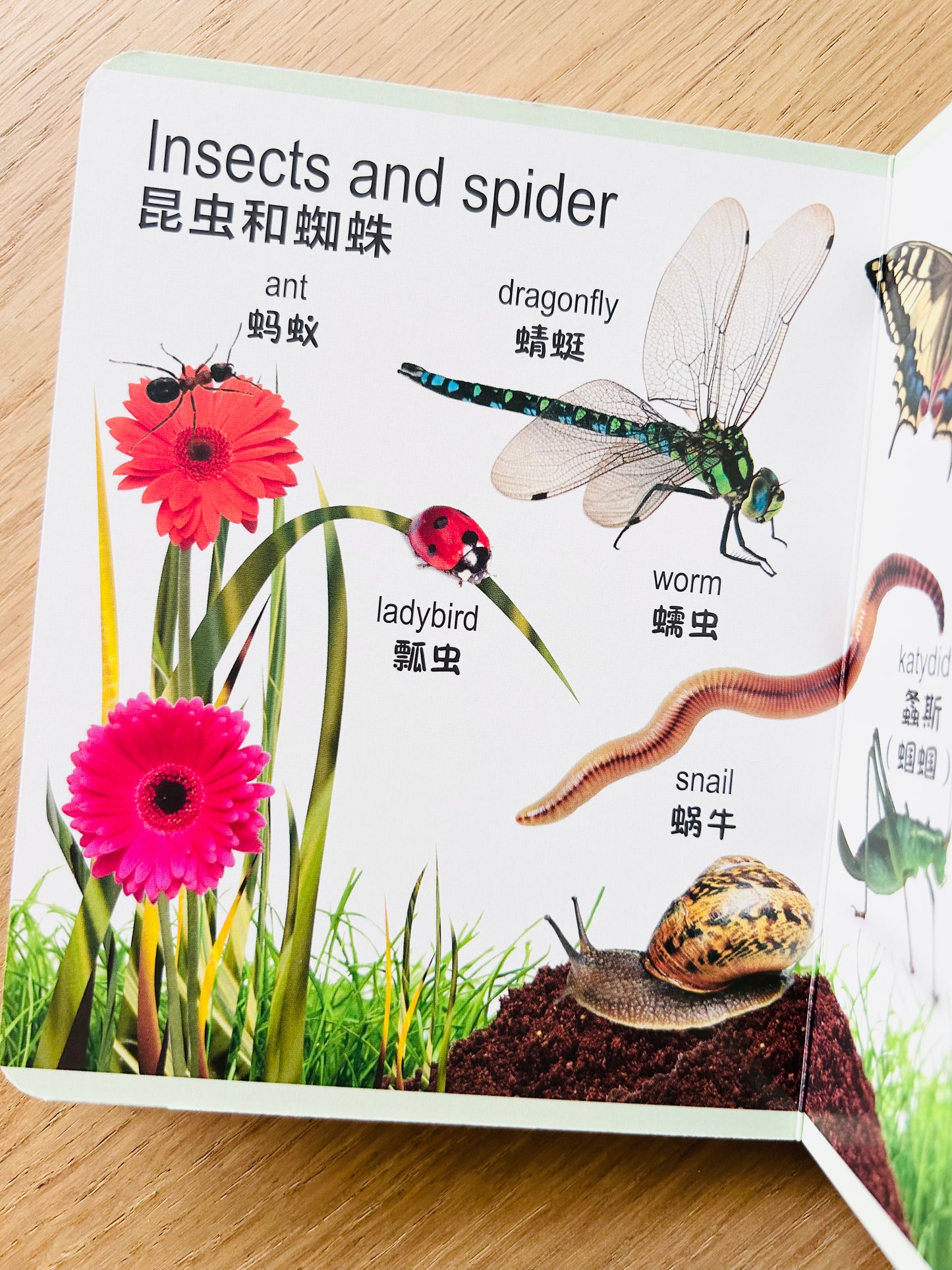 Board Book Encyclopedia for Little Ones 幼儿百科全书 (Set of 8)