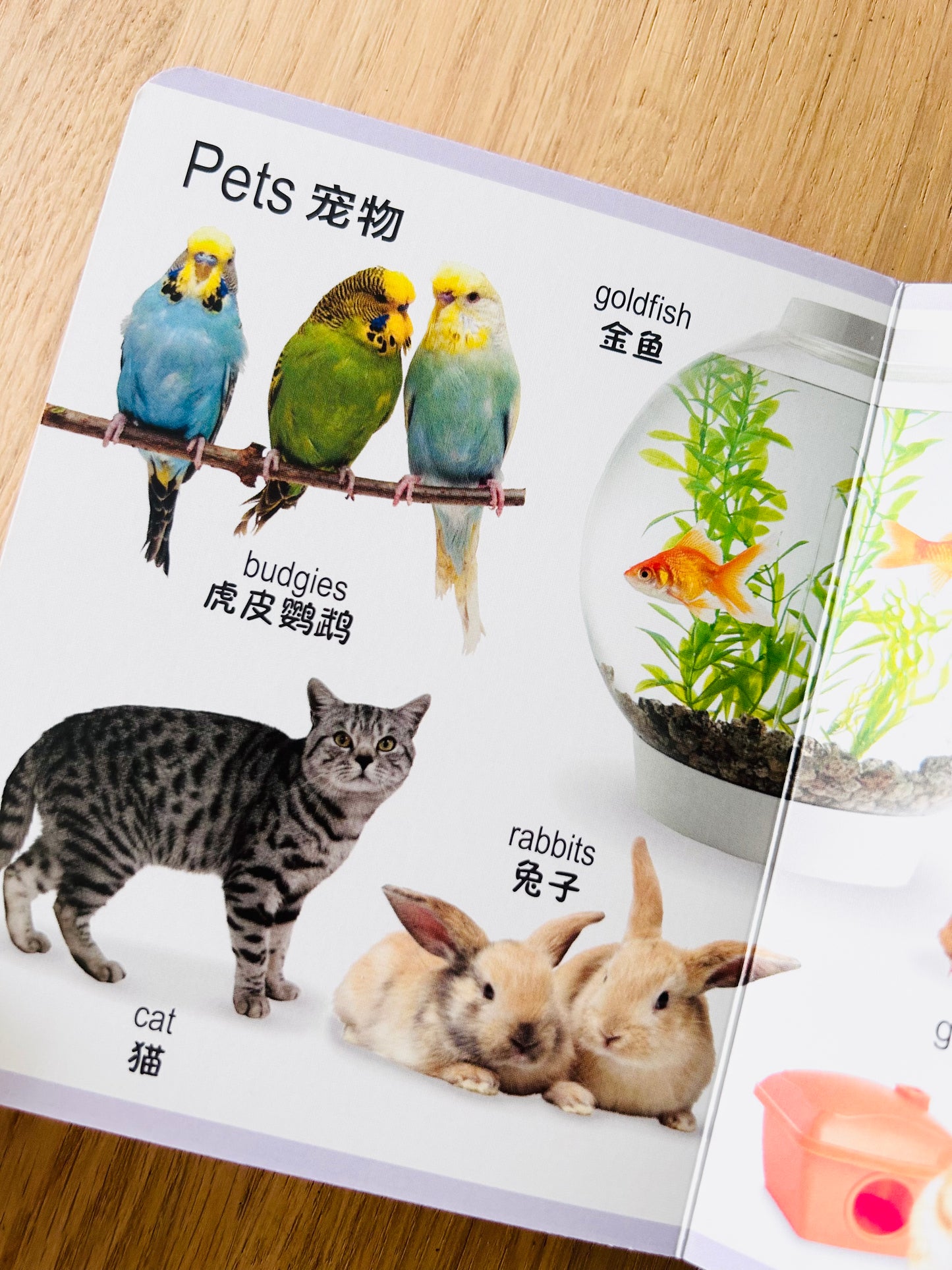 Board Book Encyclopedia for Little Ones 幼儿百科全书 (Set of 8)