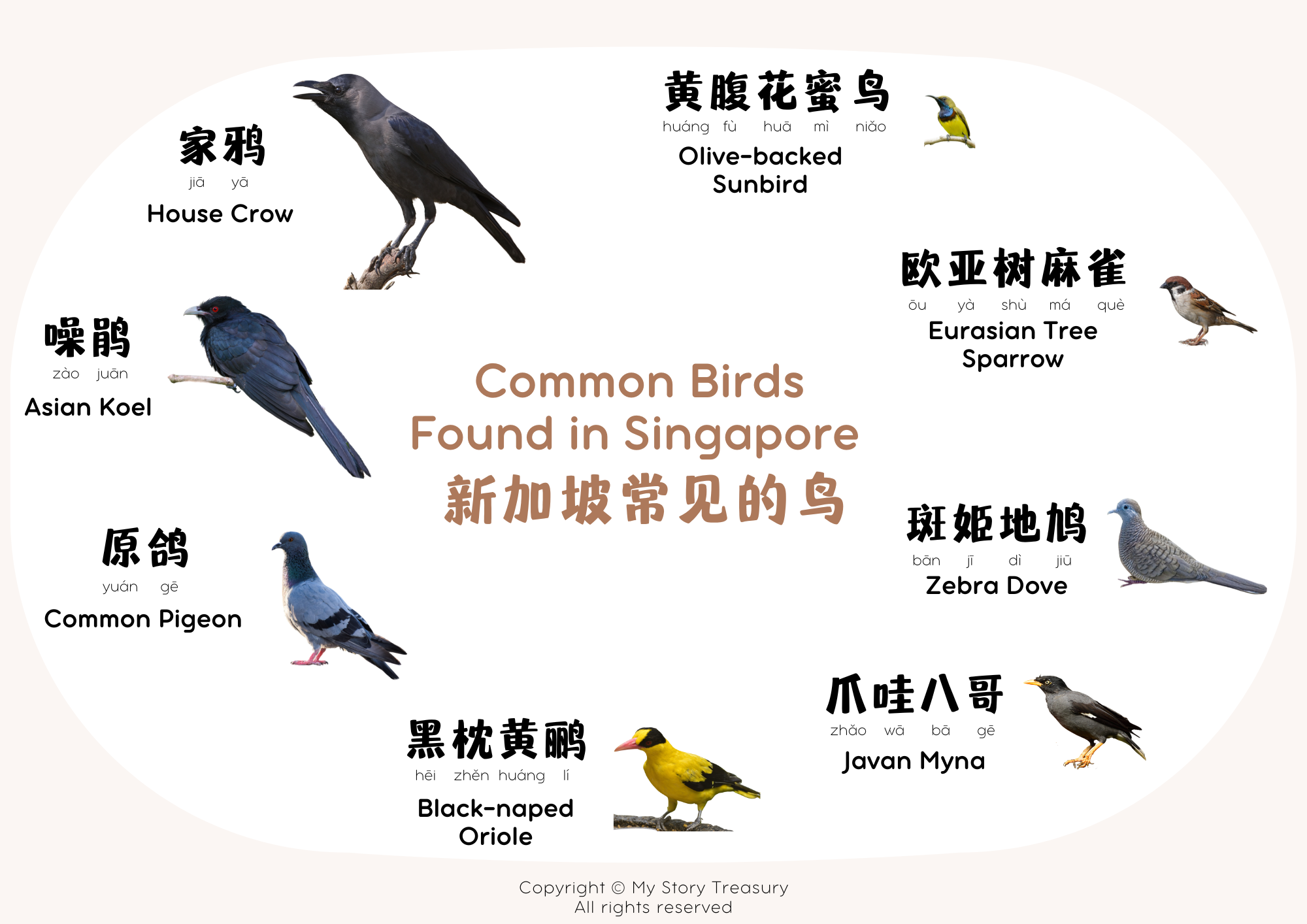 All 2025 birds birds