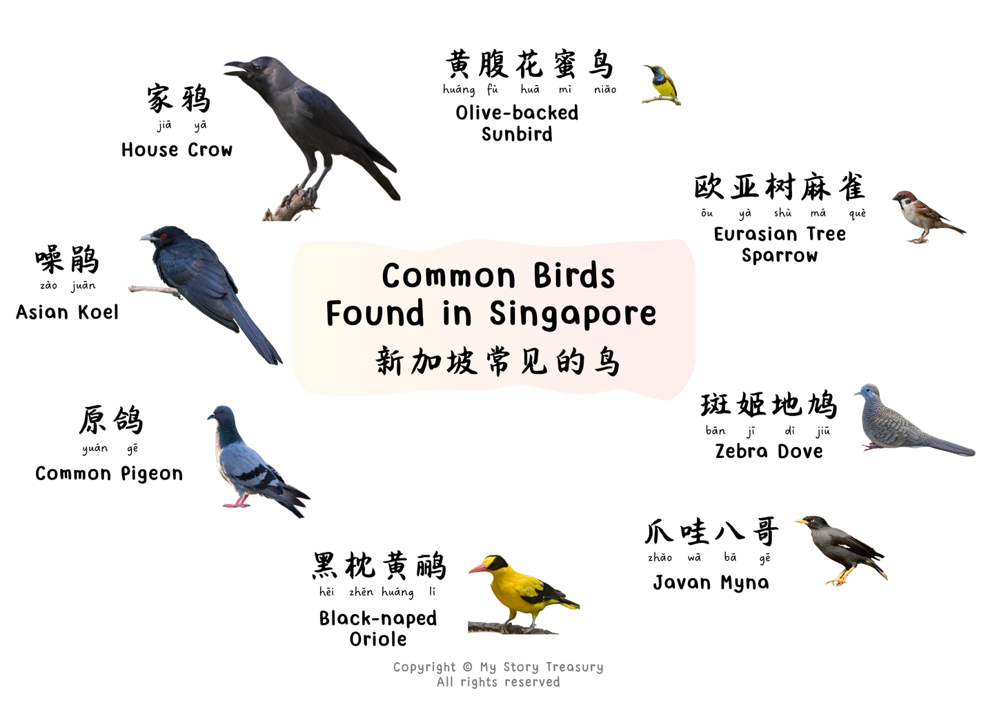 Digital Download - Common Birds Found in Singapore