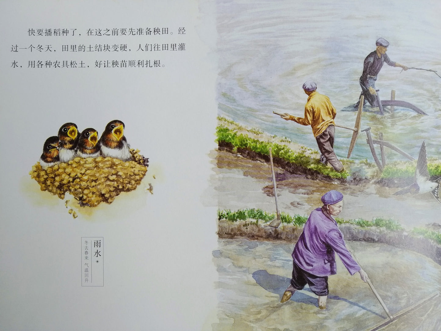 盘中餐 Rice