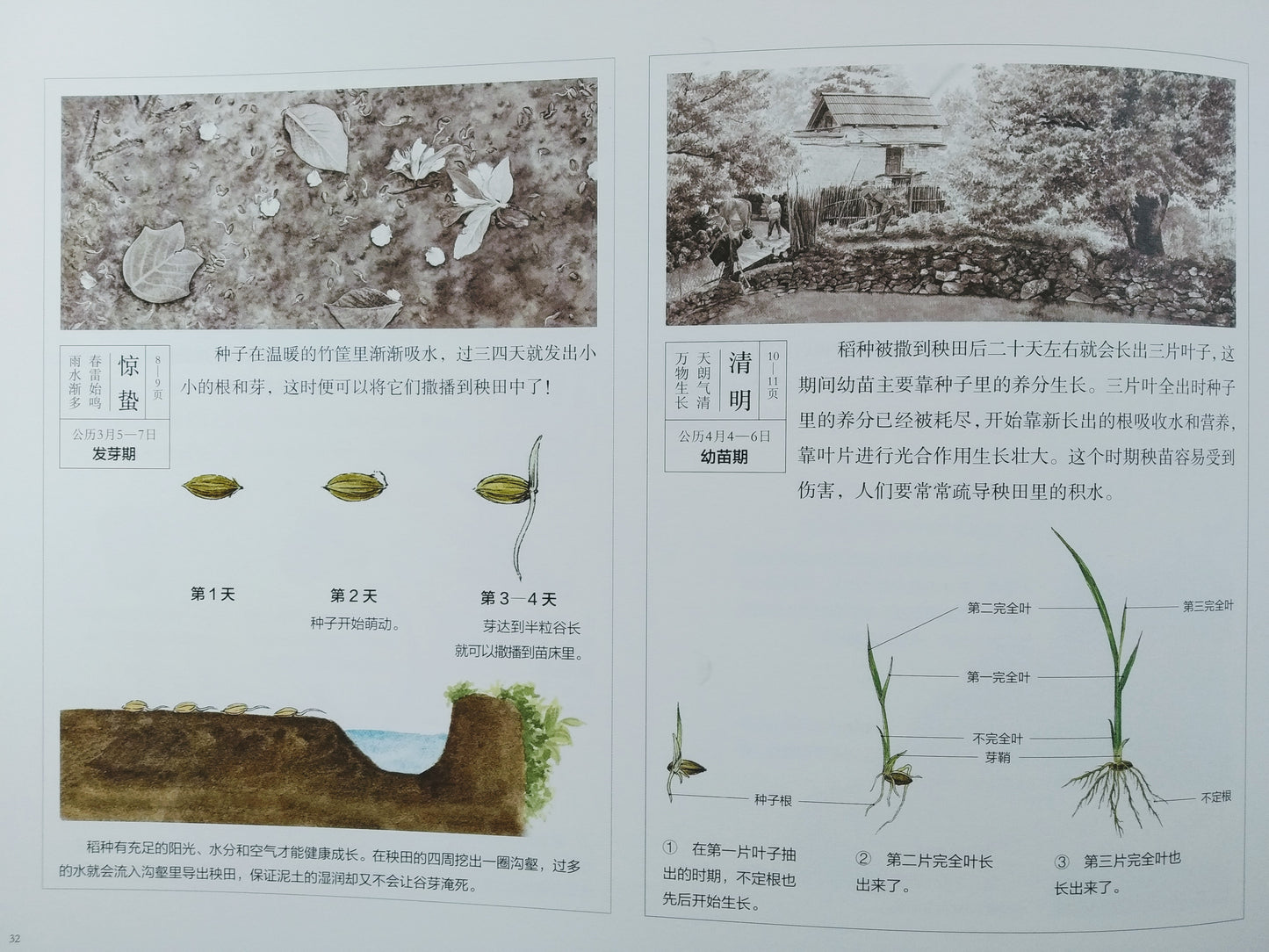盘中餐 Rice