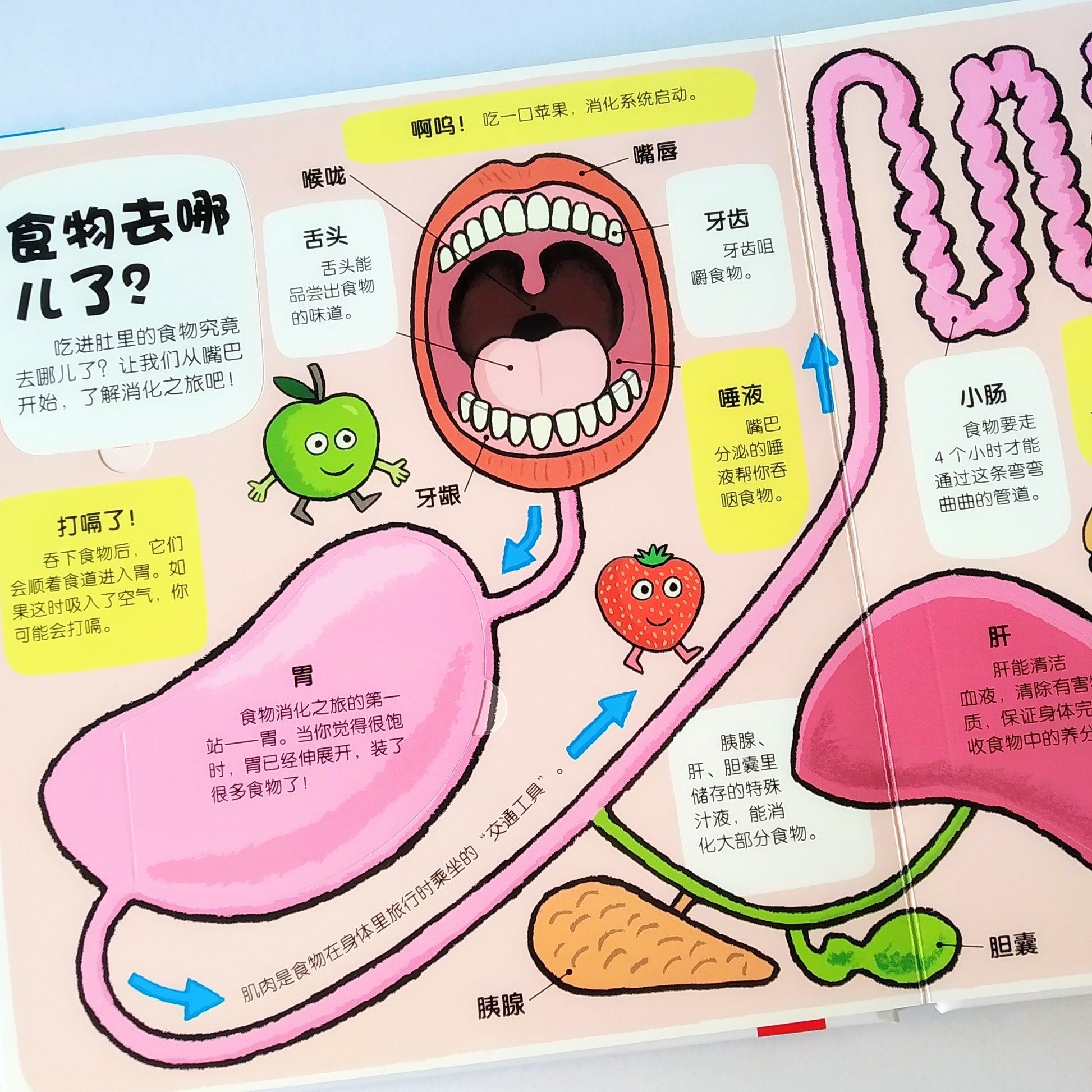 小小探险家 不可思议的身体 Little Explorers My Amazing Body