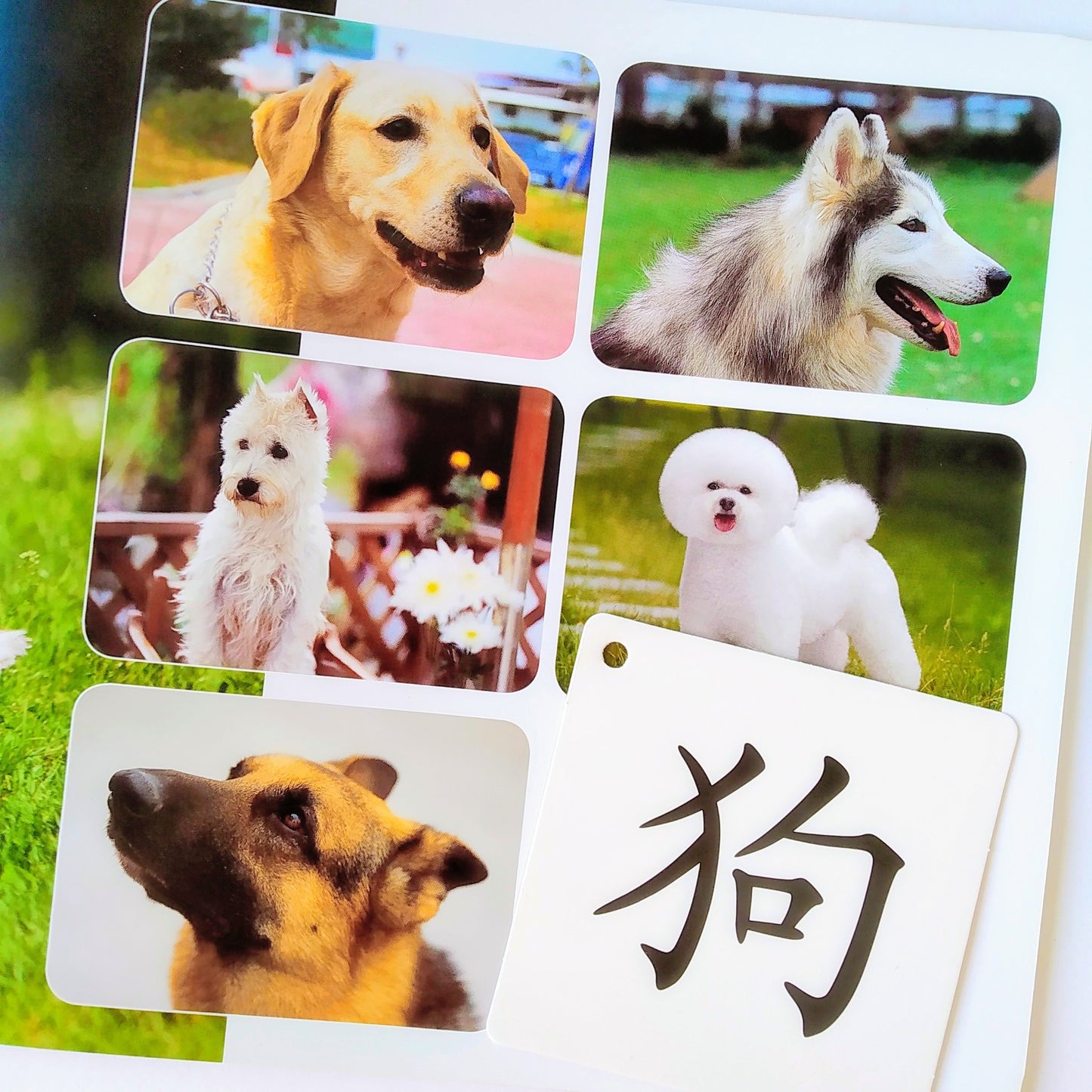 我的第一套自然认知书 My First Nature Encyclopedia (Set of 20)