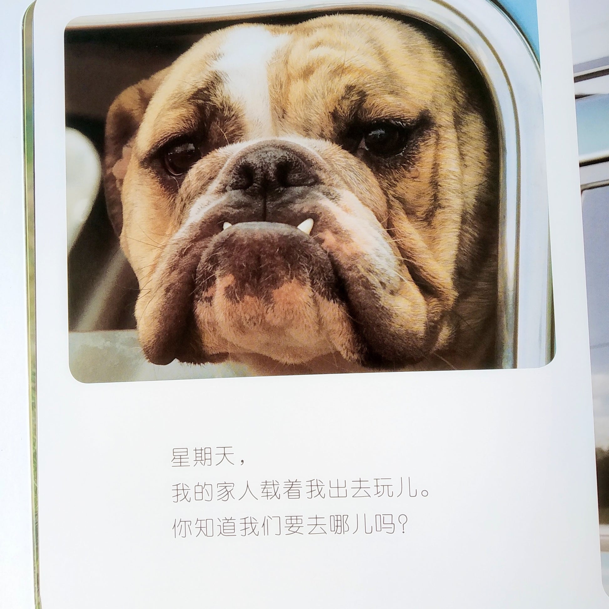 我的第一套自然认知书 My First Nature Encyclopedia (Set of 20)