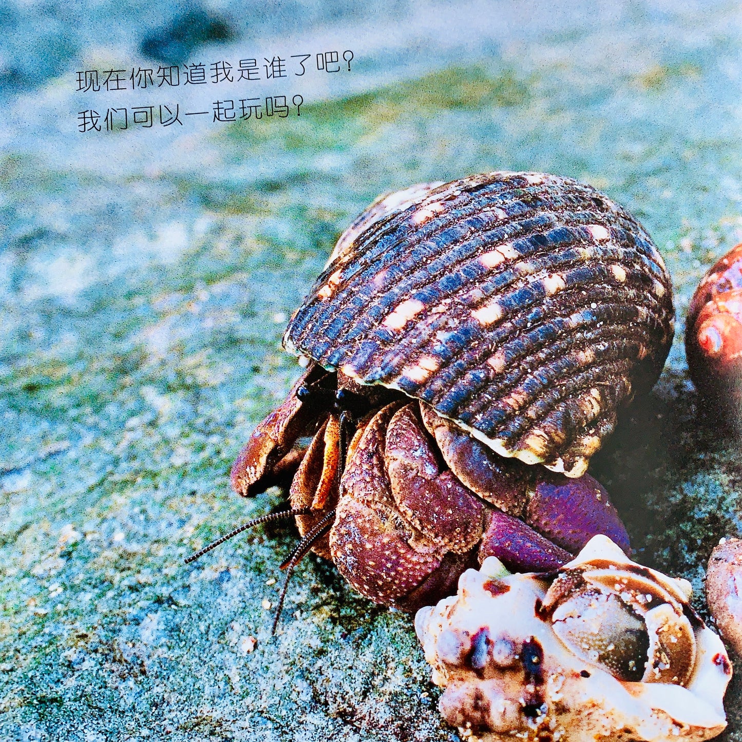 我的第一套自然认知书 My First Nature Encyclopedia (Set of 20)