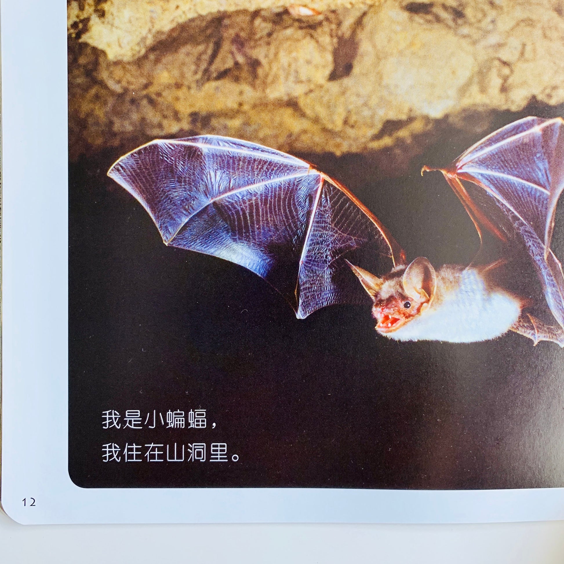 我的第一套自然认知书 My First Nature Encyclopedia (Set of 20)