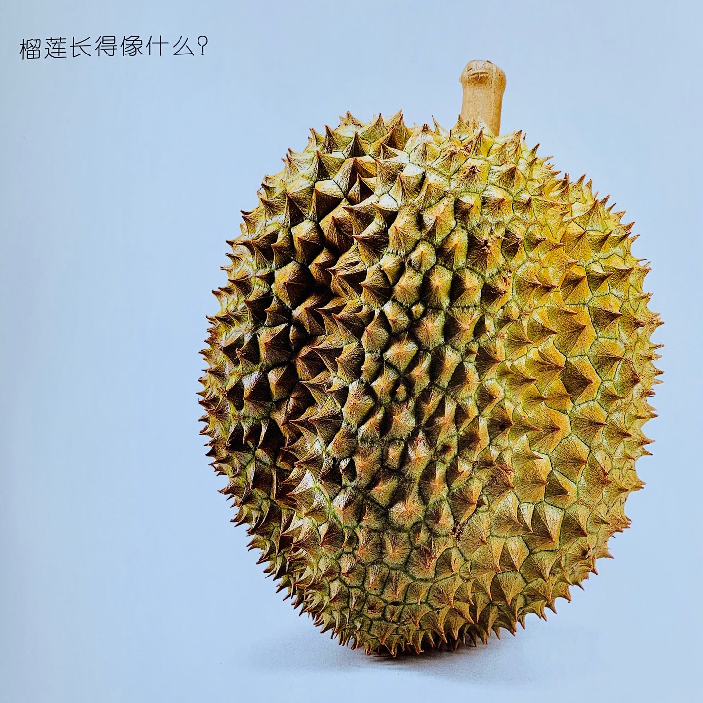 我的第一套自然认知书 My First Nature Encyclopedia (Set of 20)