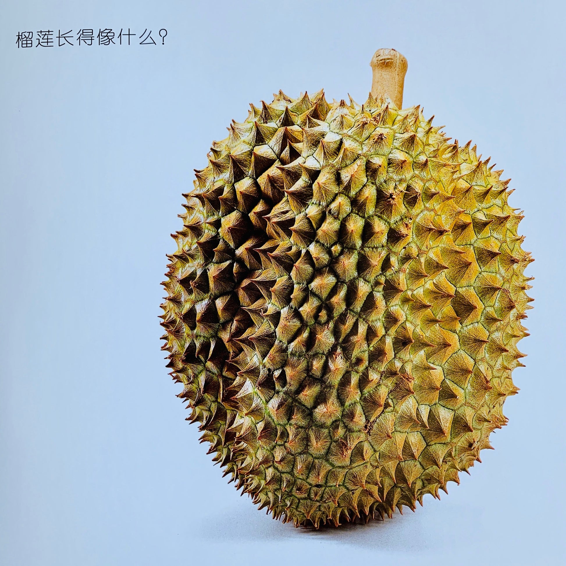 我的第一套自然认知书 My First Nature Encyclopedia (Set of 20)