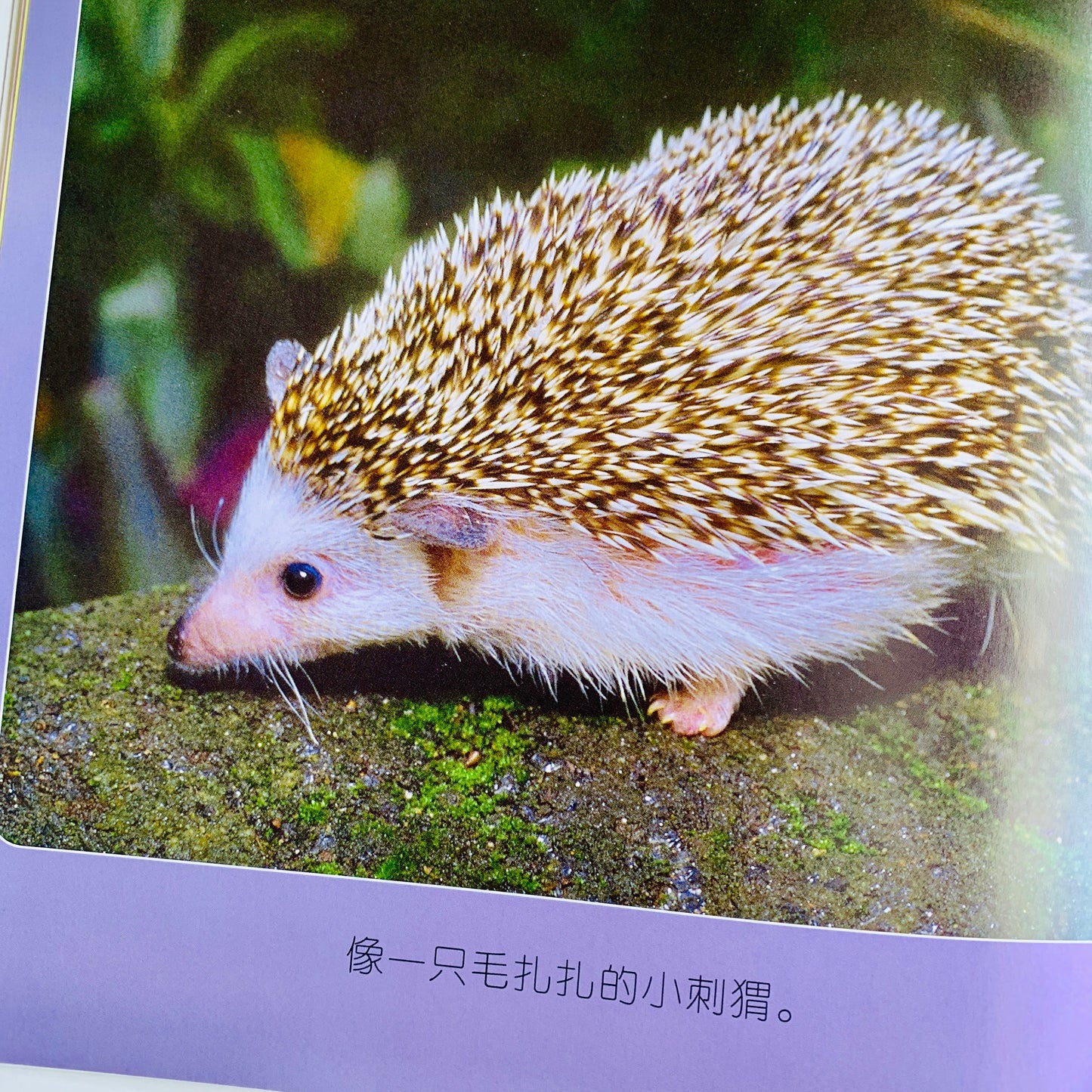 我的第一套自然认知书 My First Nature Encyclopedia (Set of 20)