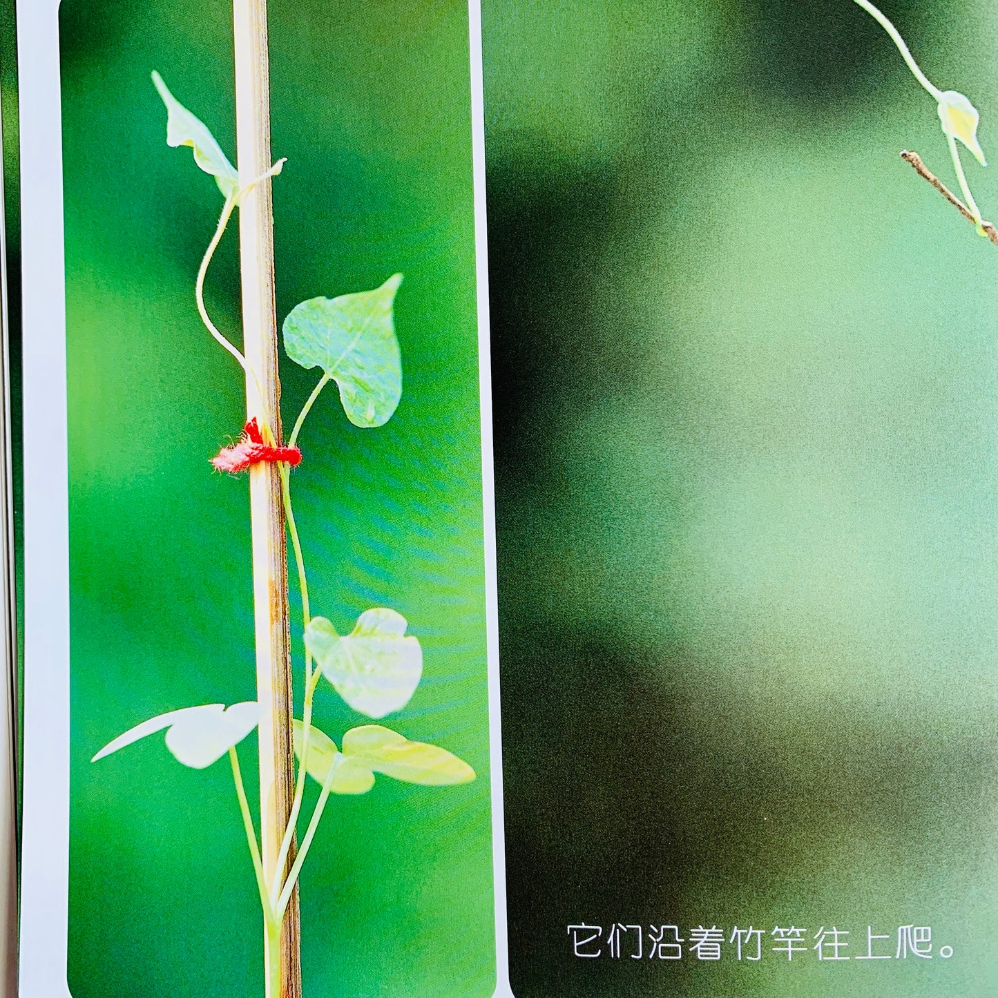 我的第一套自然认知书 My First Nature Encyclopedia (Set of 20)