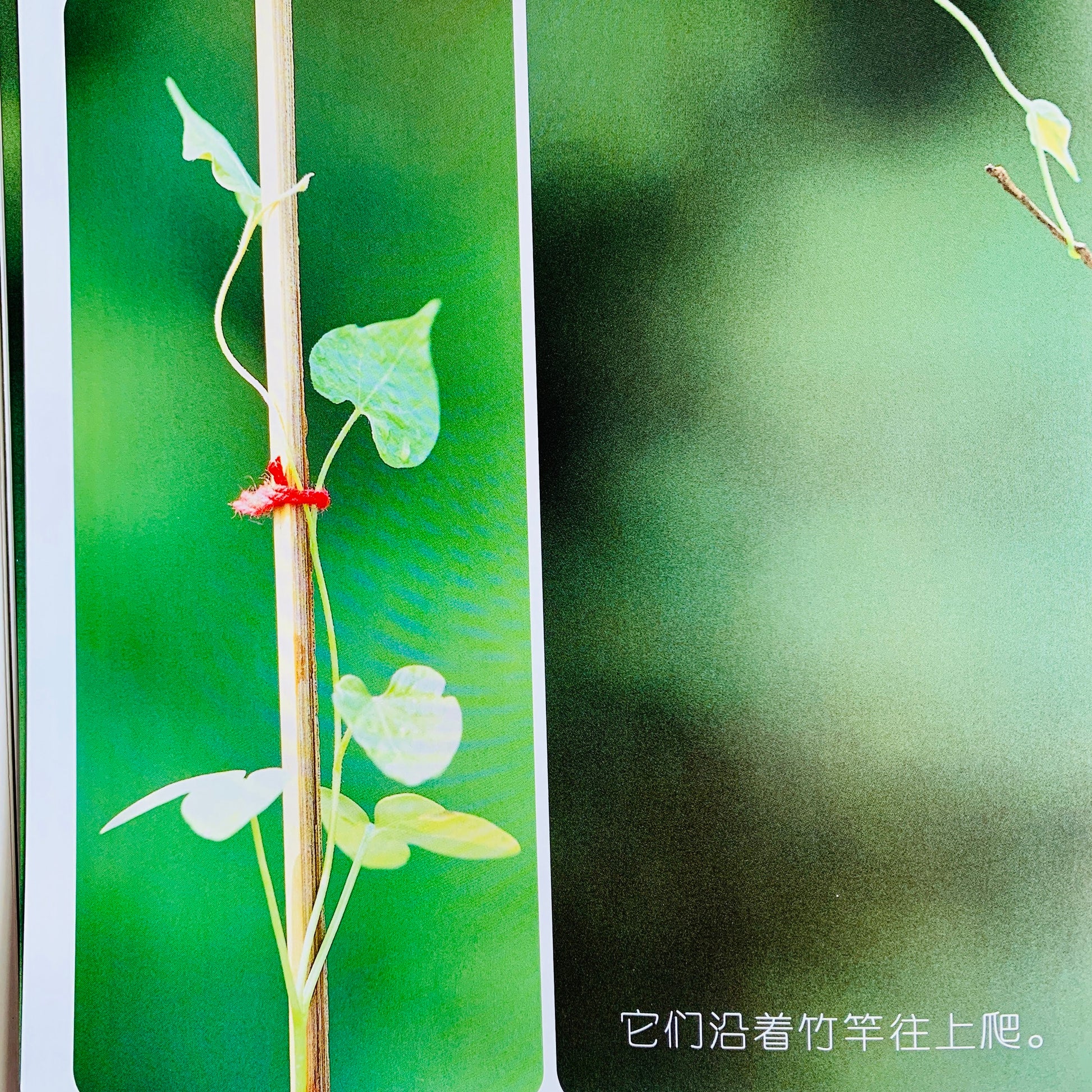 我的第一套自然认知书 My First Nature Encyclopedia (Set of 20)