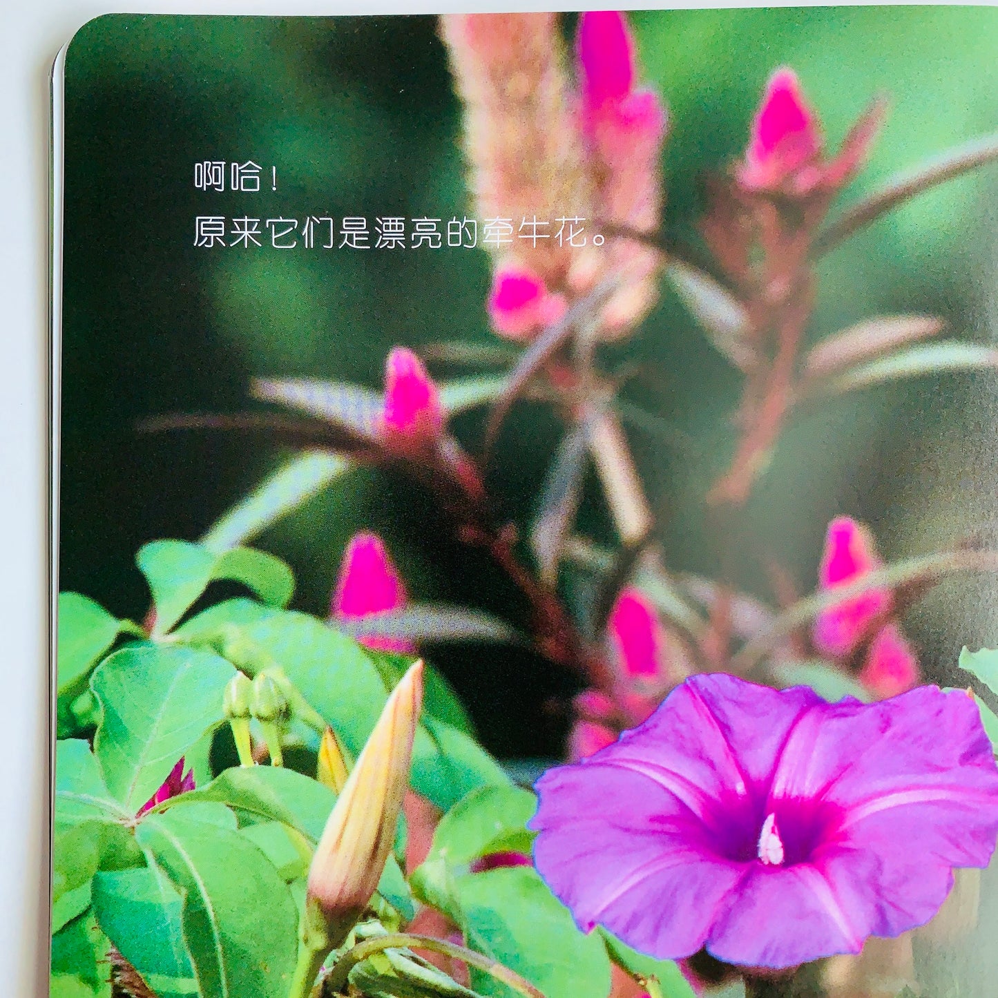 我的第一套自然认知书 My First Nature Encyclopedia (Set of 20)