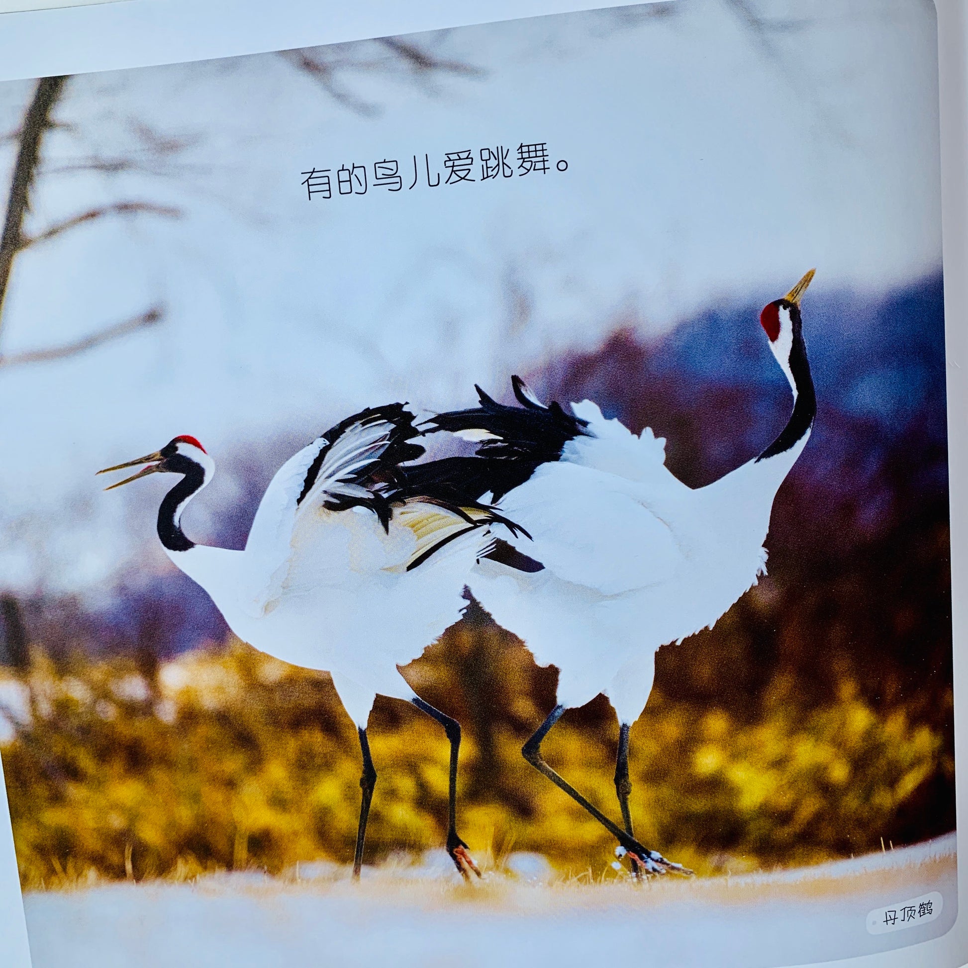 我的第一套自然认知书 My First Nature Encyclopedia (Set of 20)