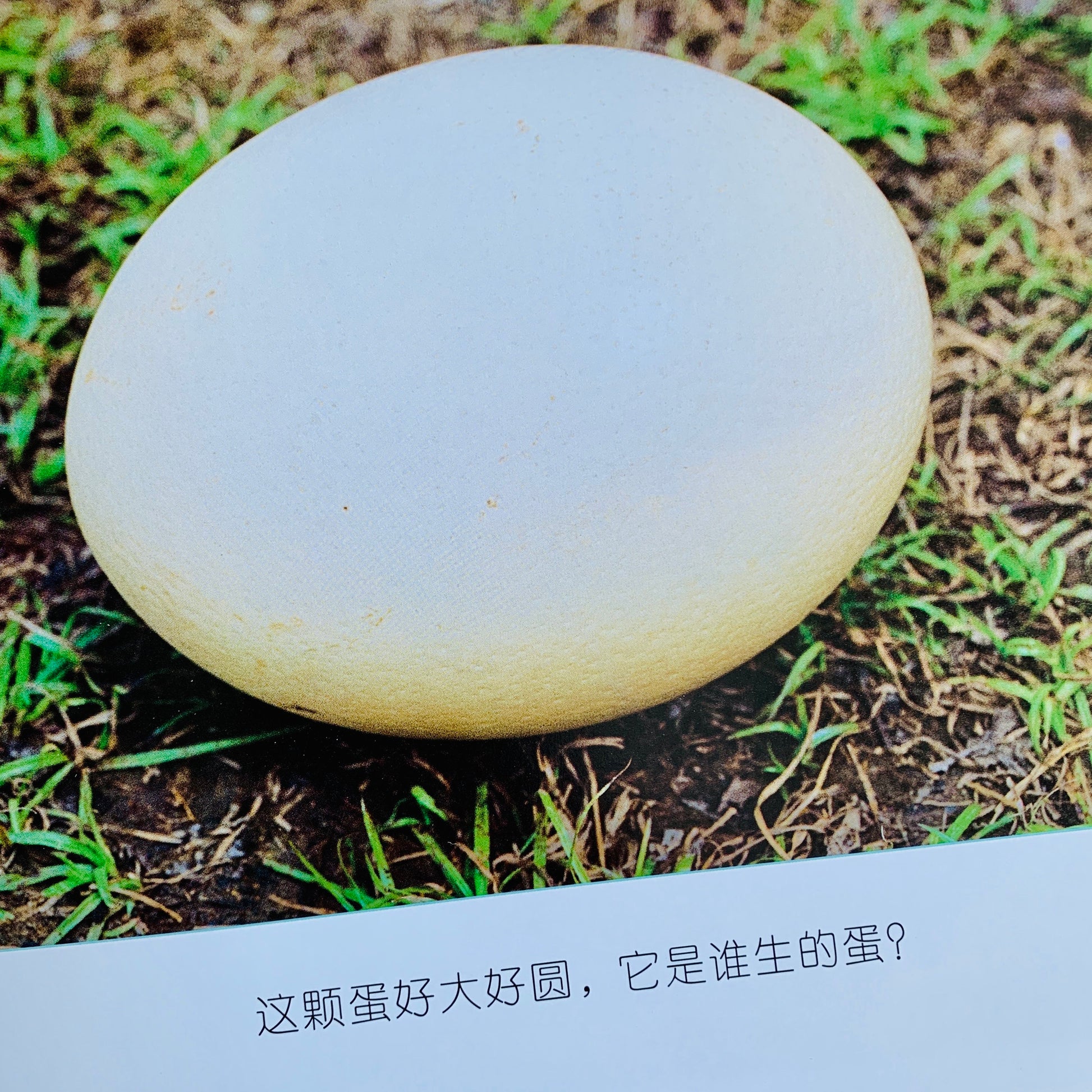 我的第一套自然认知书 My First Nature Encyclopedia (Set of 20)
