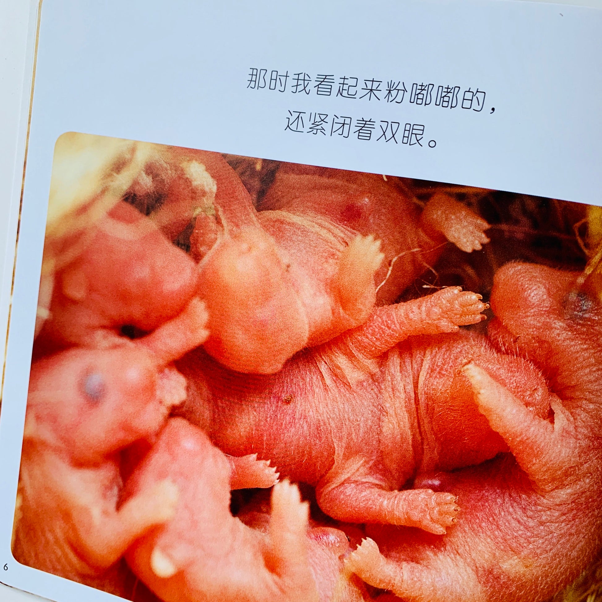 我的第一套自然认知书 My First Nature Encyclopedia (Set of 20)