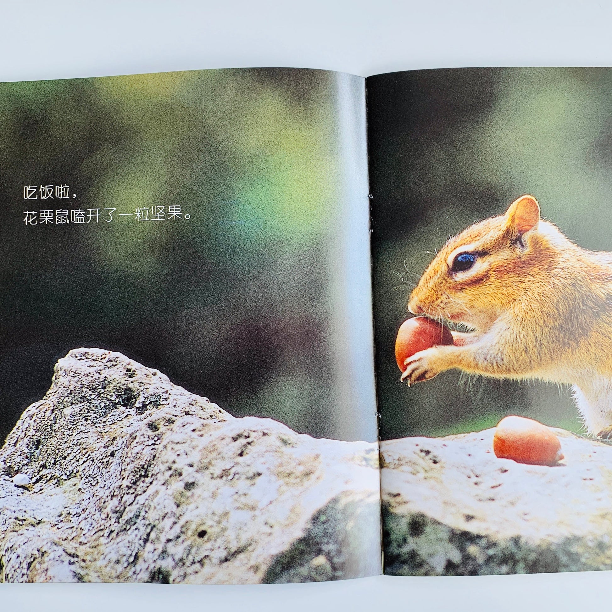 我的第一套自然认知书 My First Nature Encyclopedia (Set of 20)
