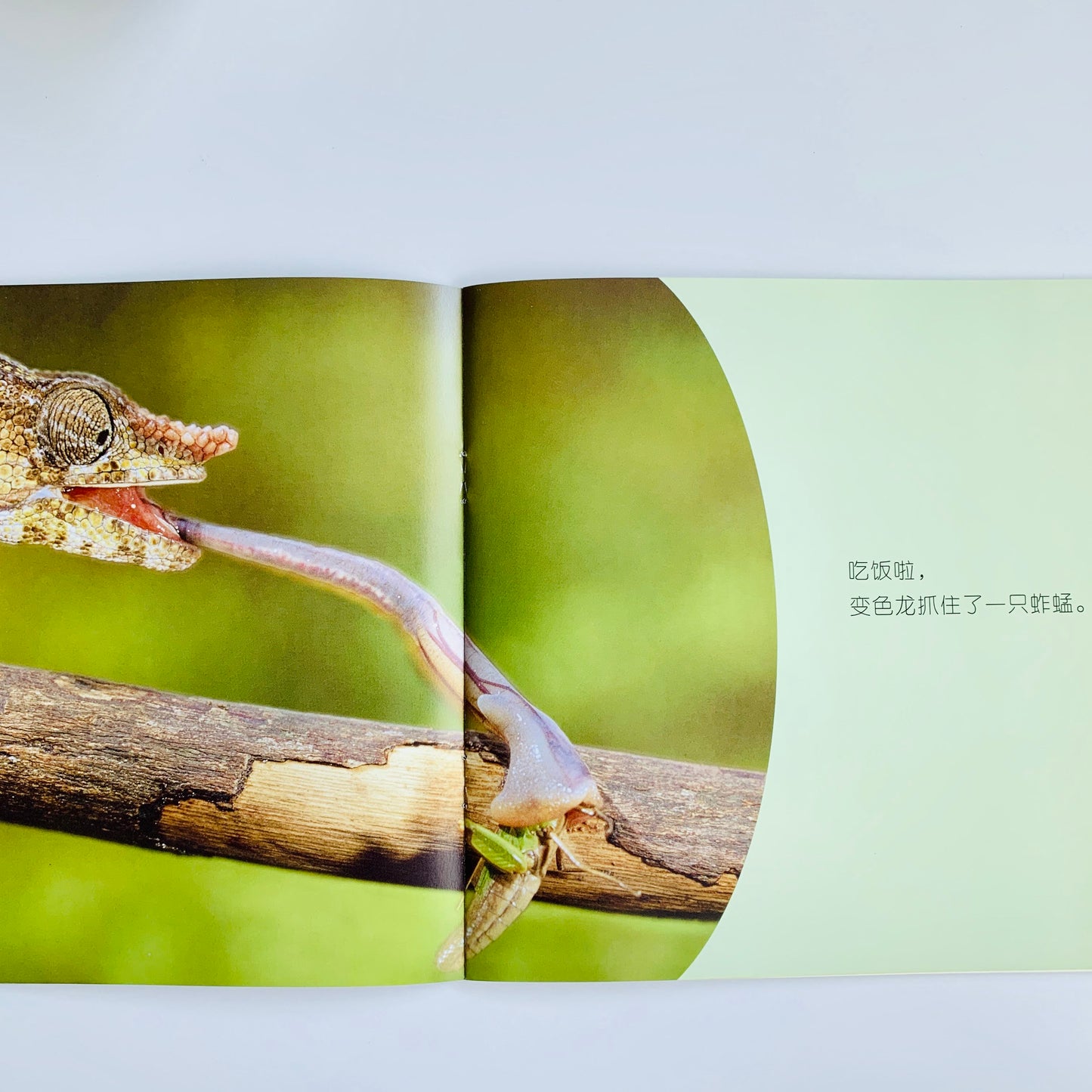 我的第一套自然认知书 My First Nature Encyclopedia (Set of 20)