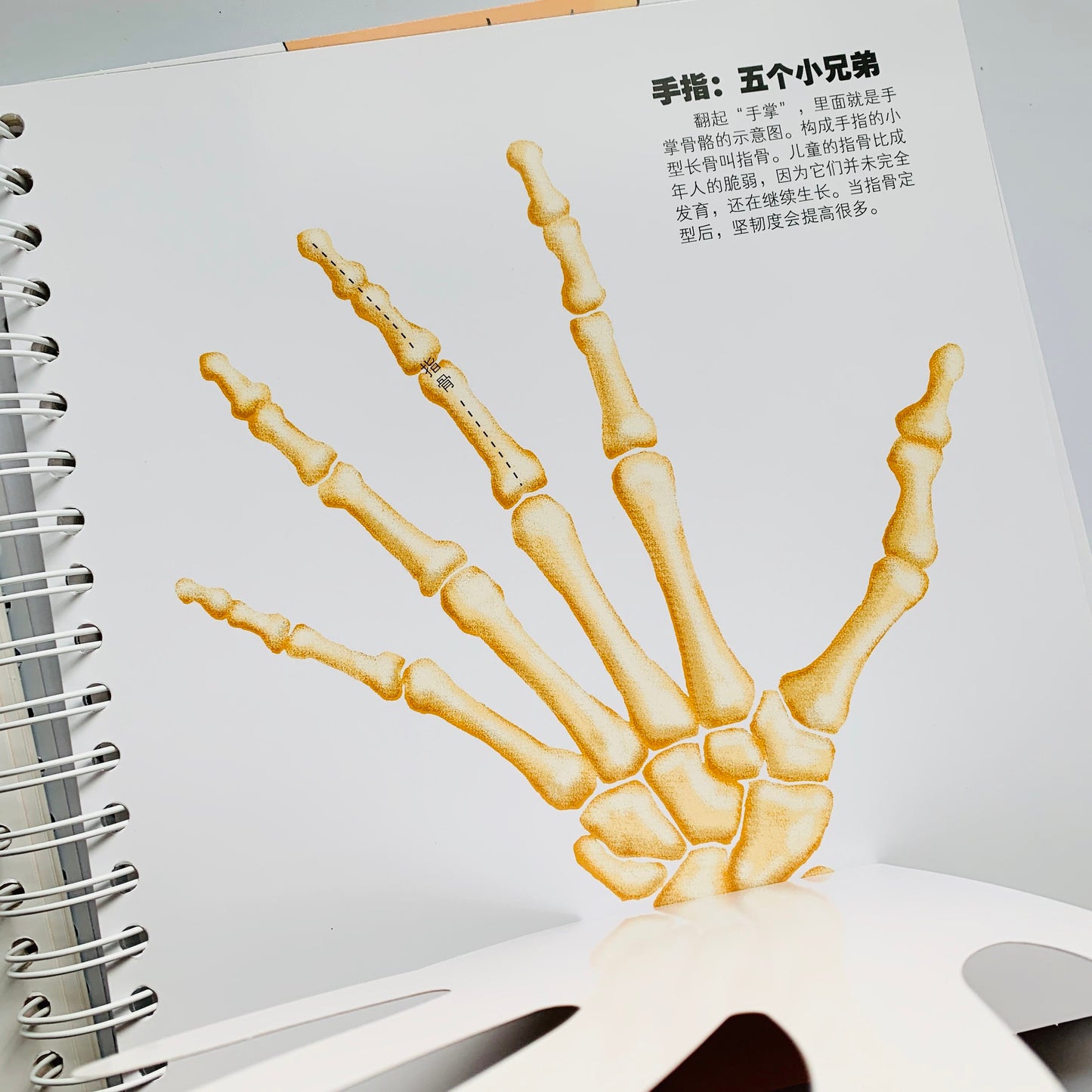 我们的身体 Our Bodies Interactive Book