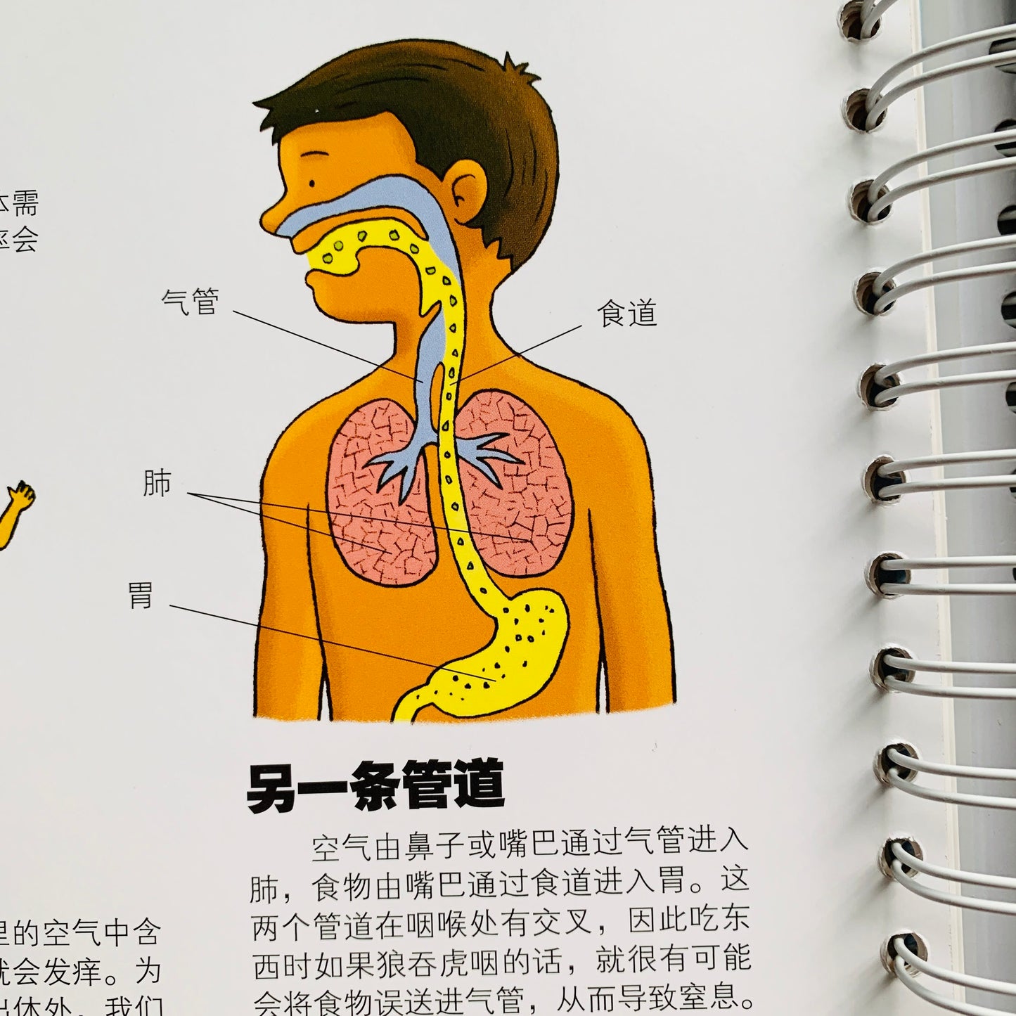 我们的身体 Our Bodies Interactive Book