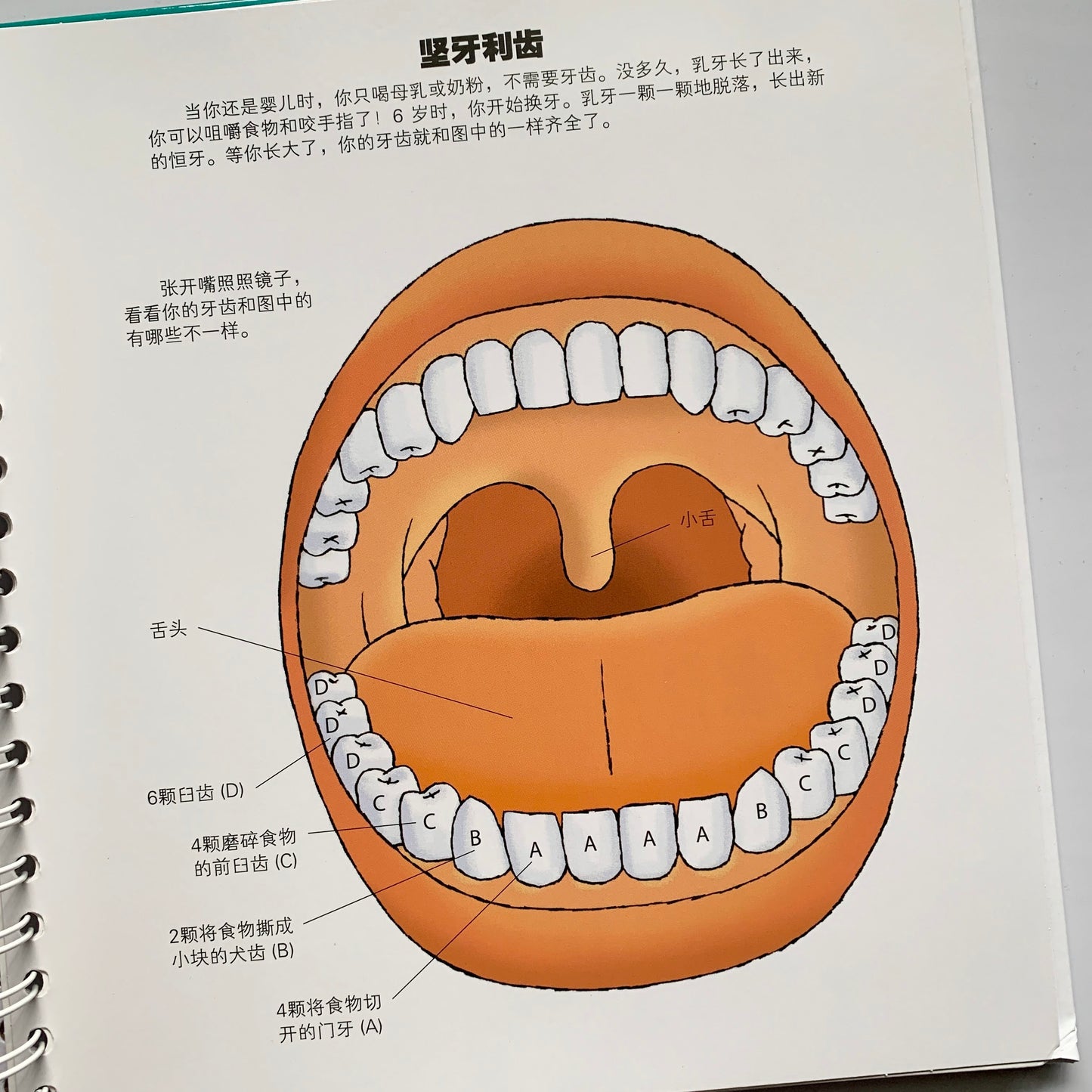 我们的身体 Our Bodies Interactive Book