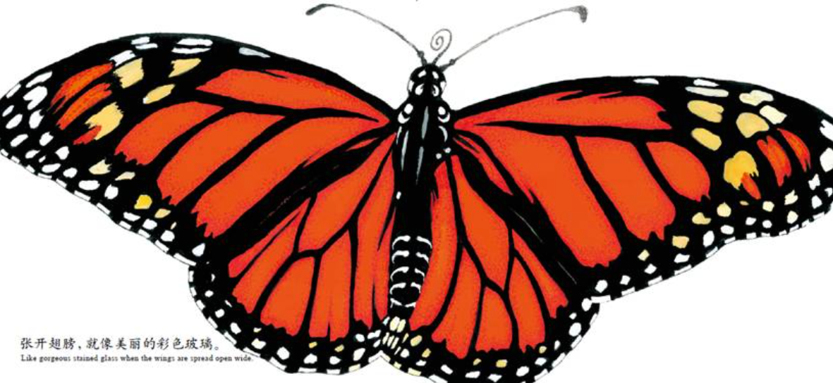 迁徙的蝴蝶 Travelling Butterfly