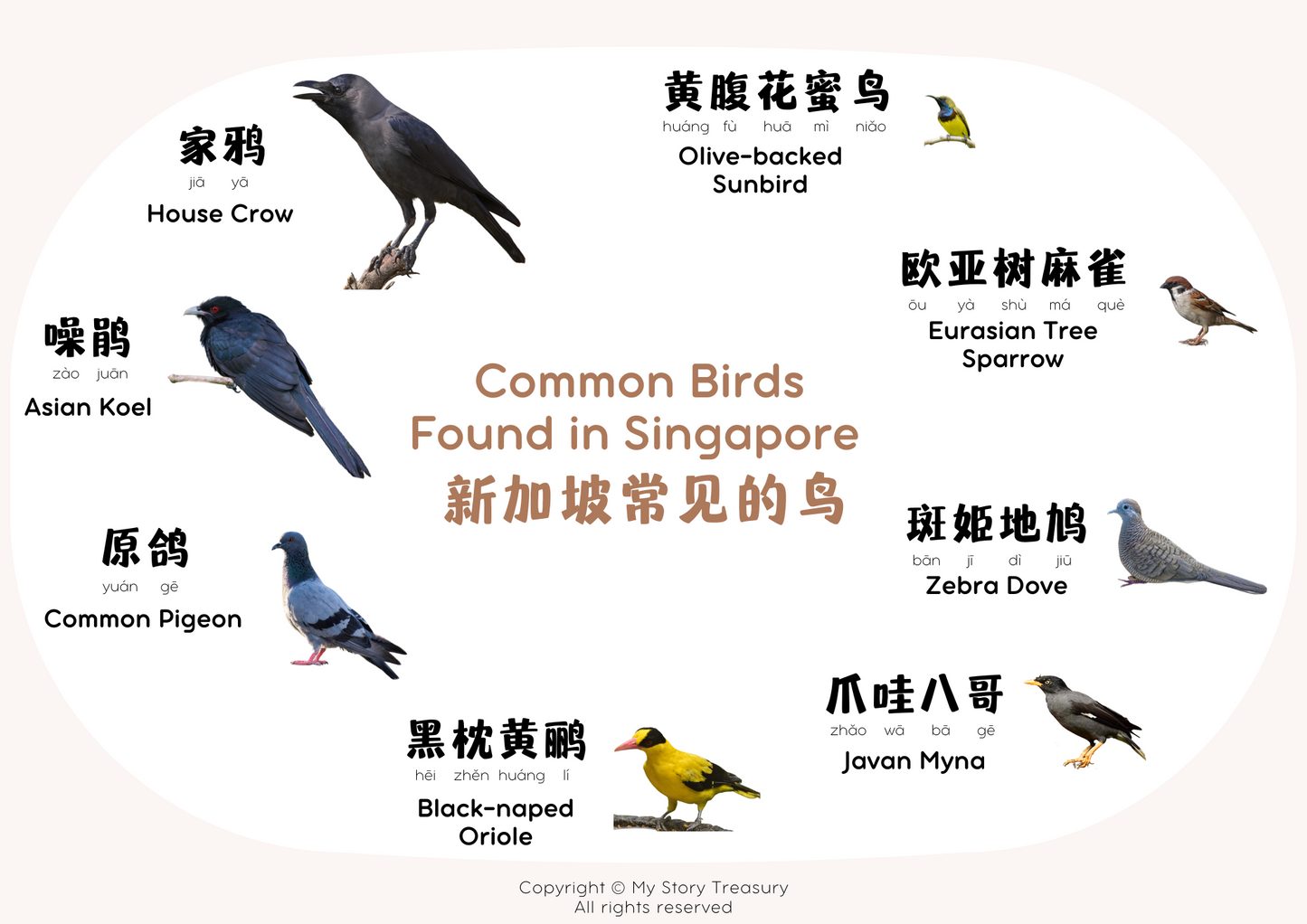 Digital Download - Common Birds Found in Singapore