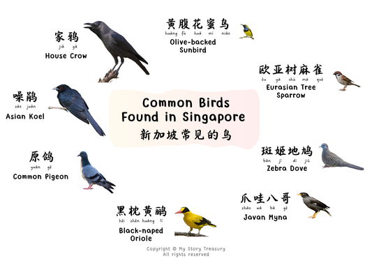 Digital Download - Common Birds Found in Singapore
