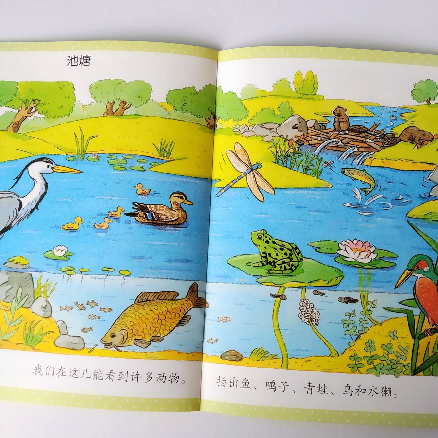 幼儿启蒙知识库 Little Encyclopedia (Set of 12)