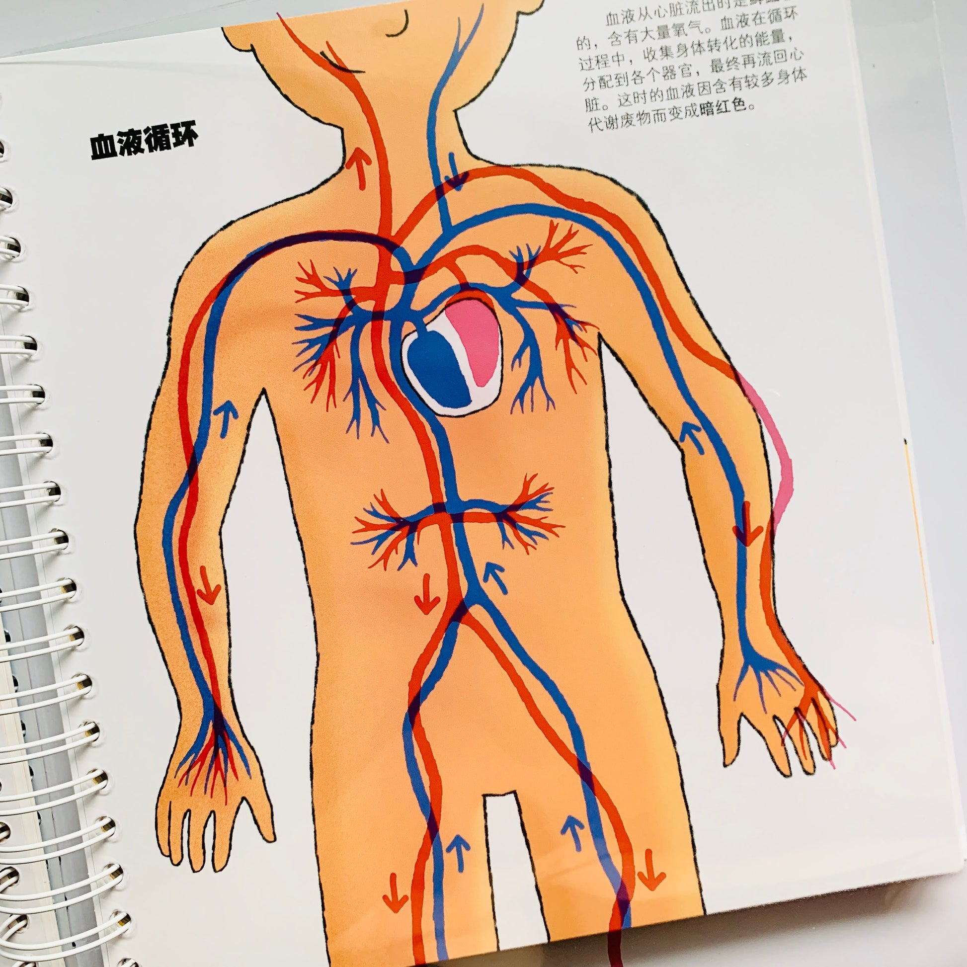 我们的身体 Our Bodies Interactive Book