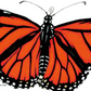 迁徙的蝴蝶 Travelling Butterfly