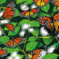 迁徙的蝴蝶 Travelling Butterfly