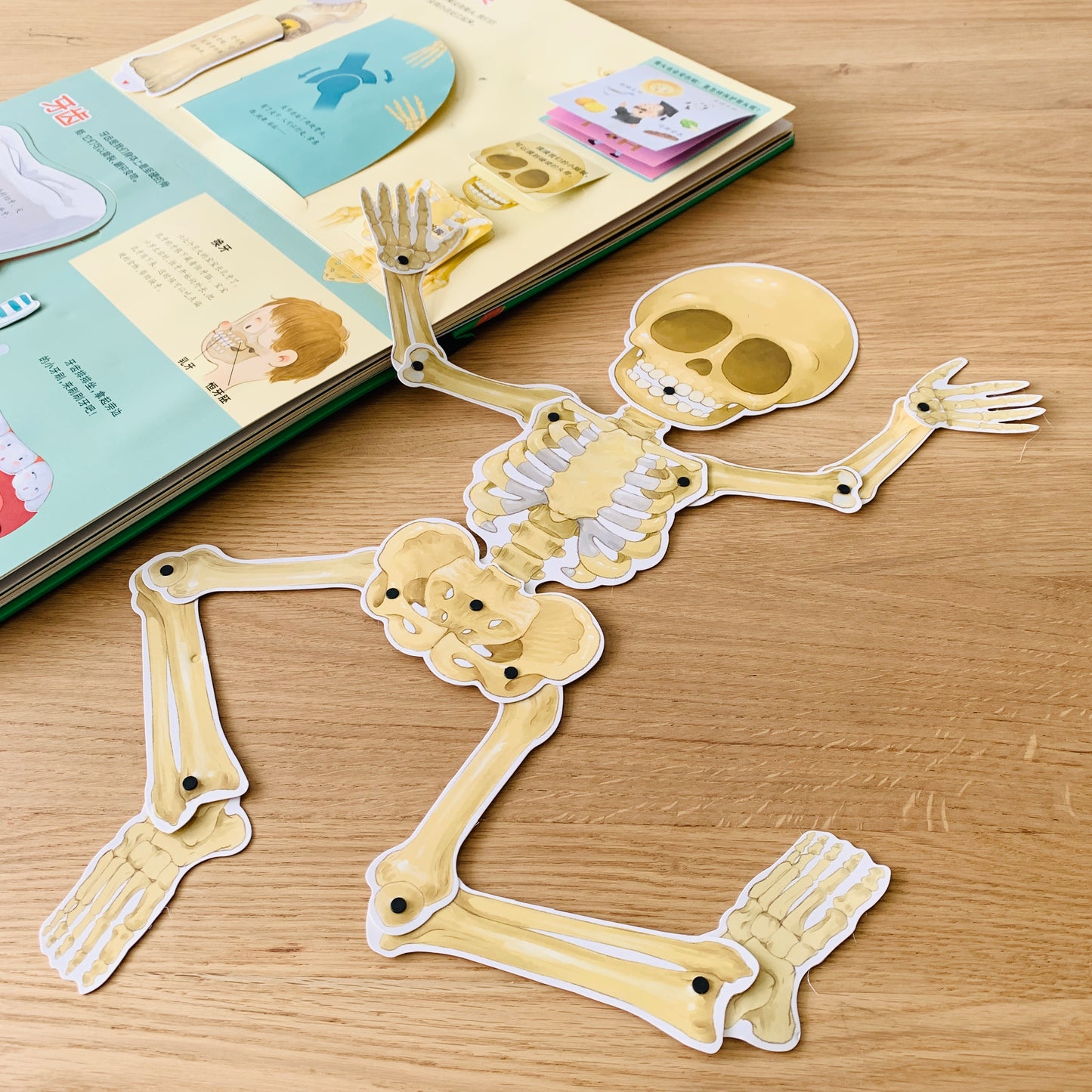 我们的身体 立体书 Our Bodies 3D Pop-up Book