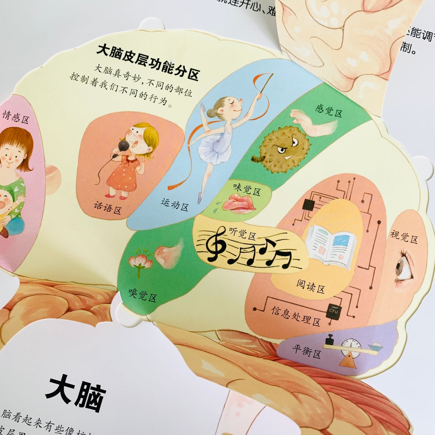 我们的身体 立体书 Our Bodies 3D Pop-up Book