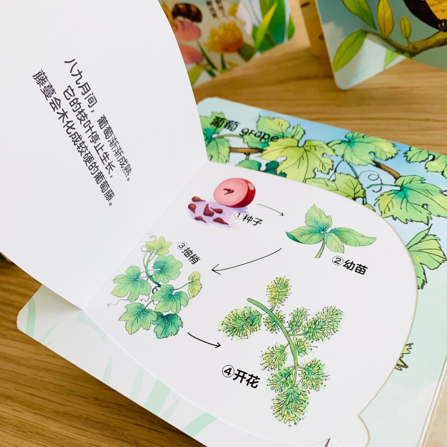 生命周期翻翻书 Life Cycle Interactive Books (Set of 3)