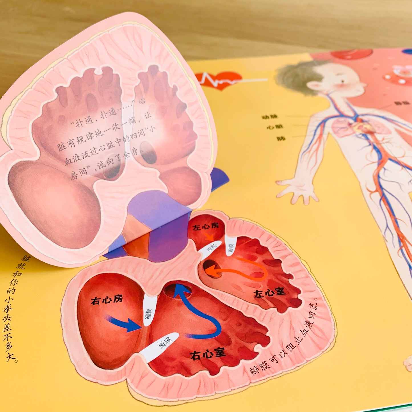 我们的身体 立体书 Our Bodies 3D Pop-up Book