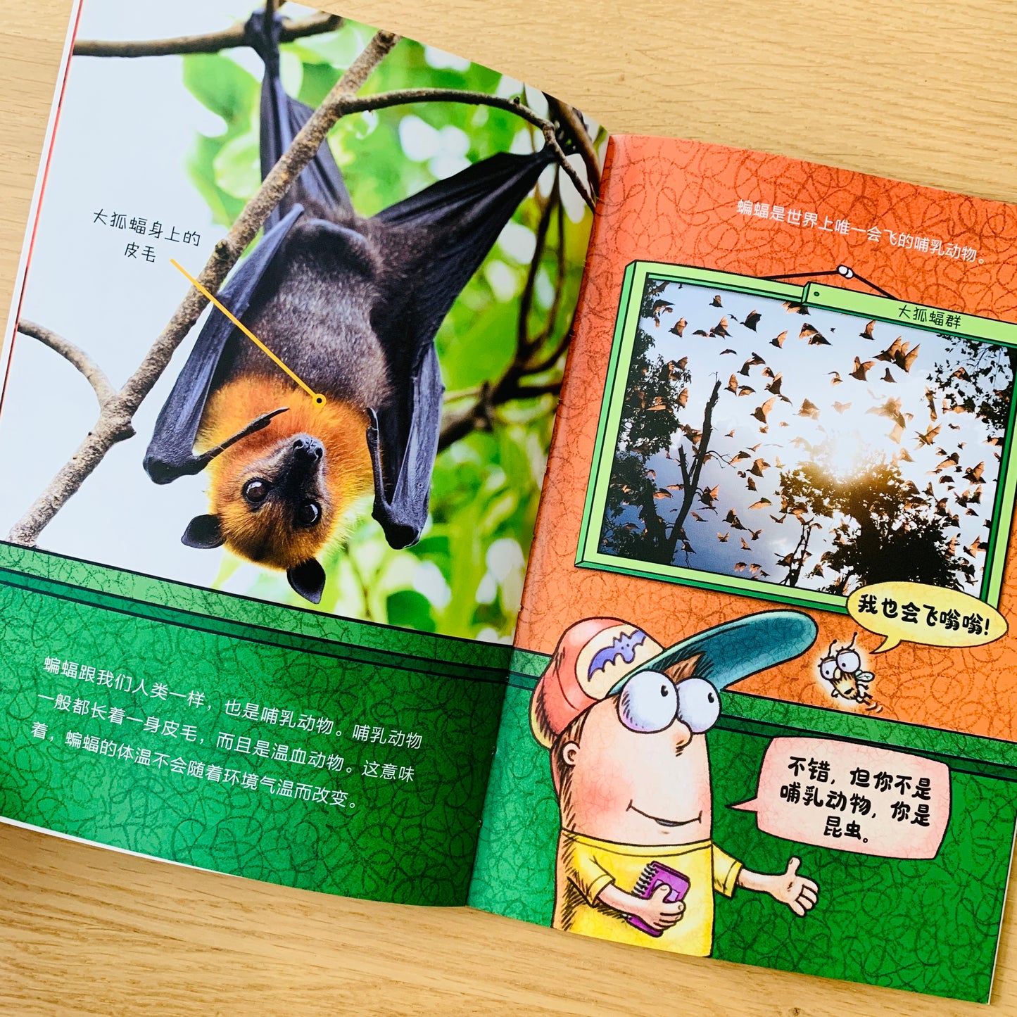 苍蝇小子 Fly Guy Bridging Books (Set of 9)