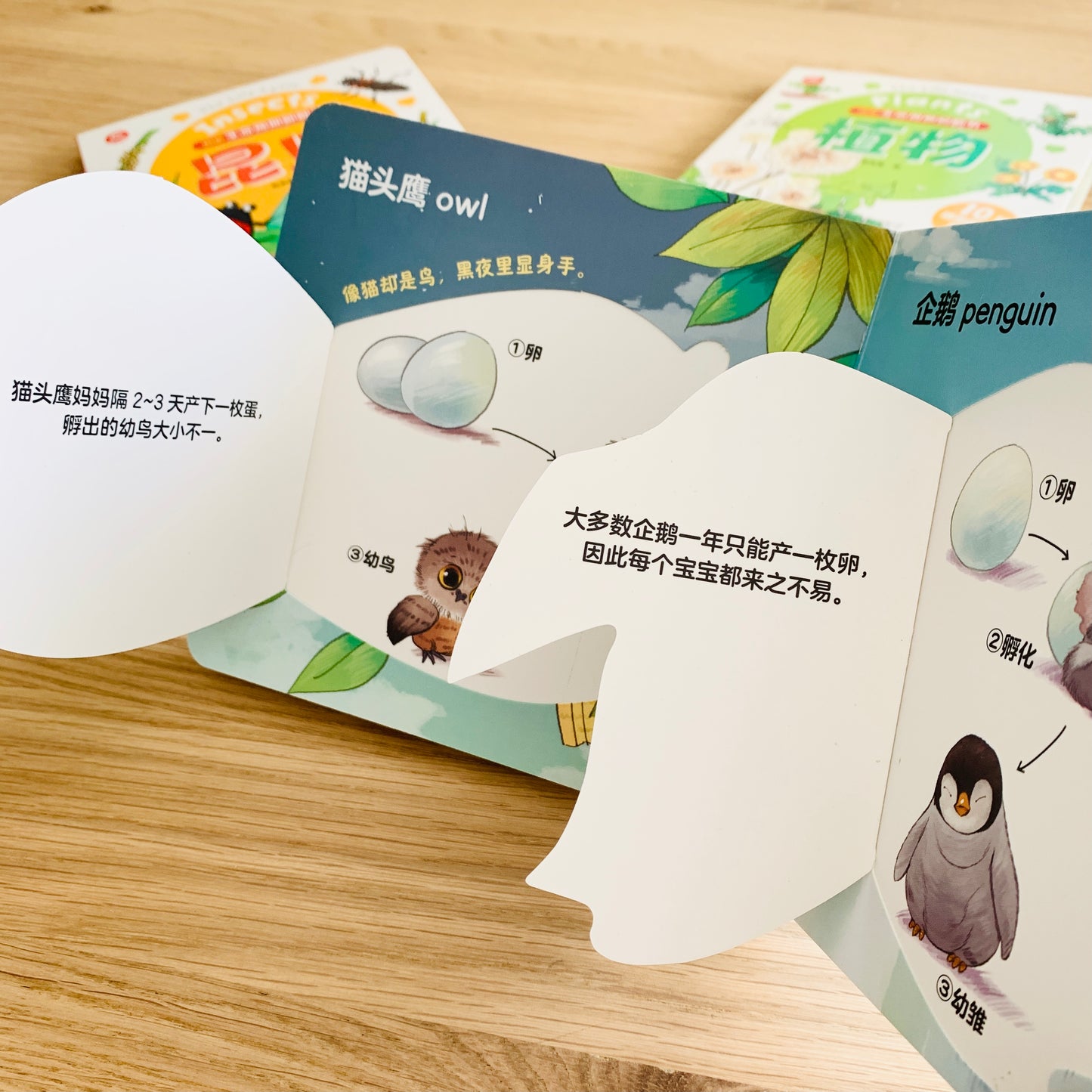 生命周期翻翻书 Life Cycle Interactive Books (Set of 3)