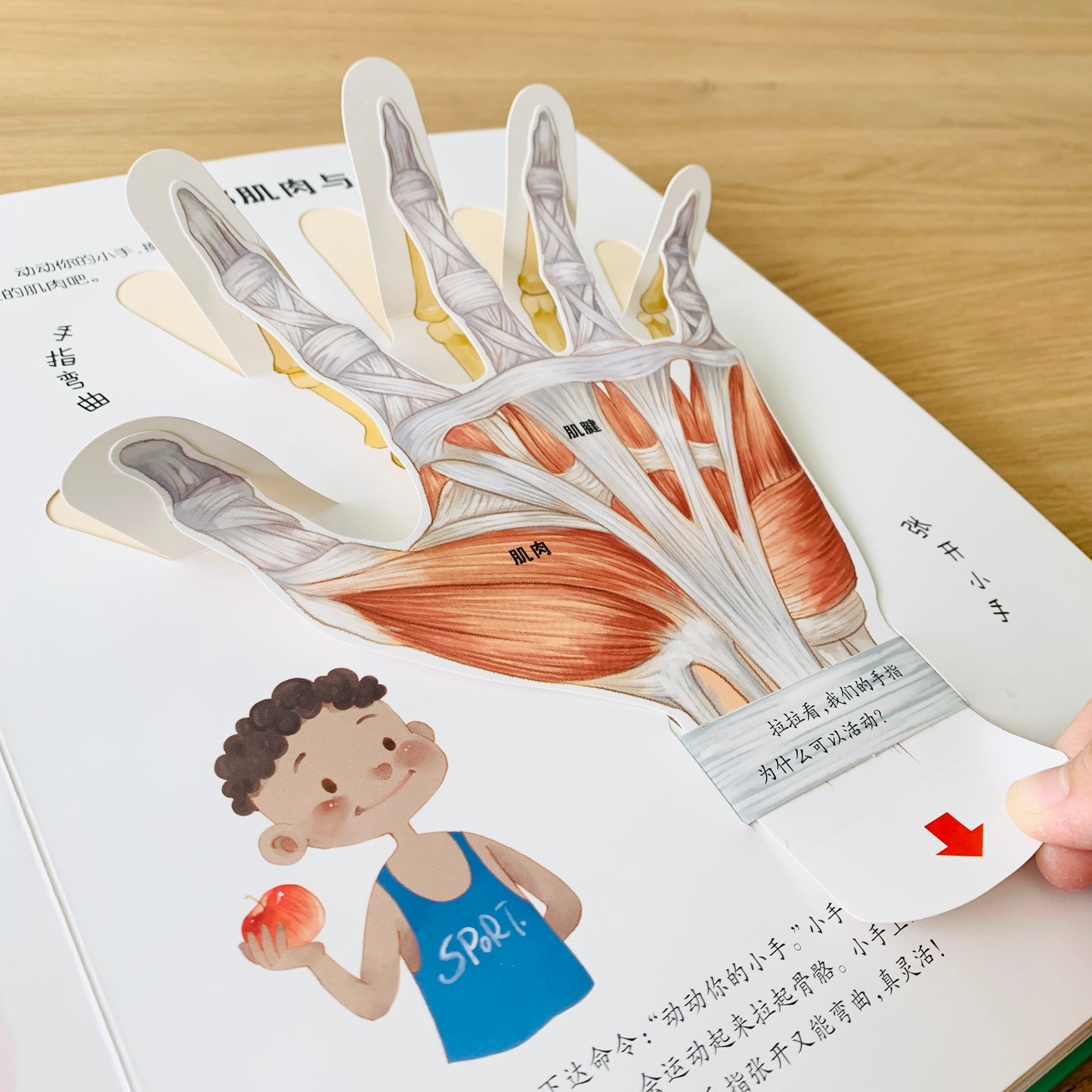 我们的身体 立体书 Our Bodies 3D Pop-up Book