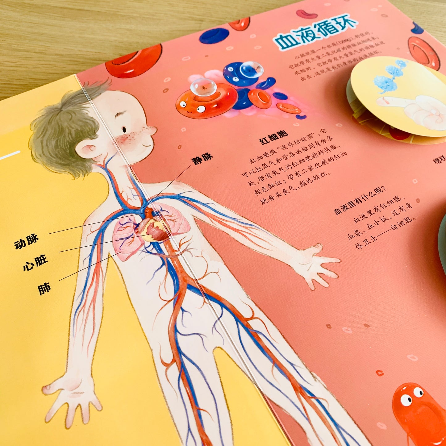 我们的身体 立体书 Our Bodies 3D Pop-up Book