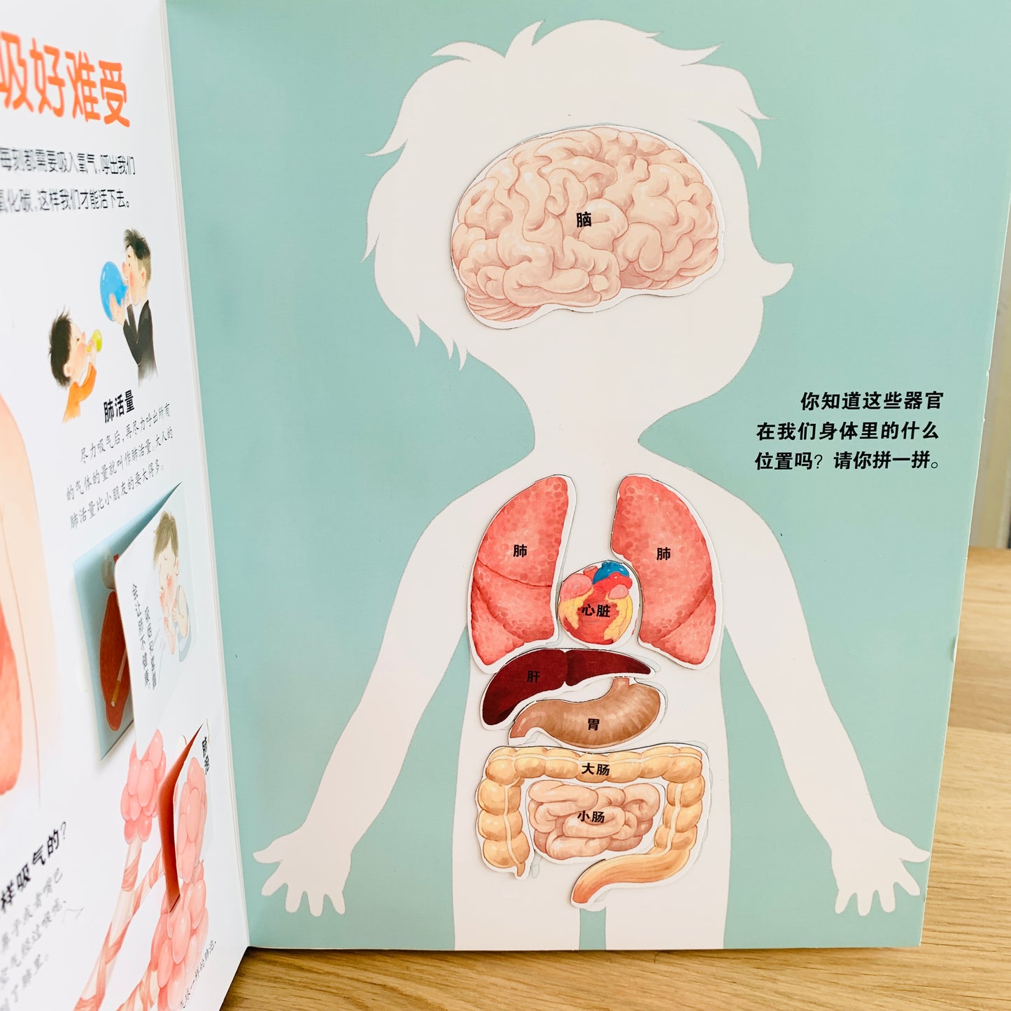 我们的身体 立体书 Our Bodies 3D Pop-up Book