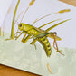 美国国家地理经典小百科 National Geographic Classic Encyclopedia - Bugs (Set of 6)