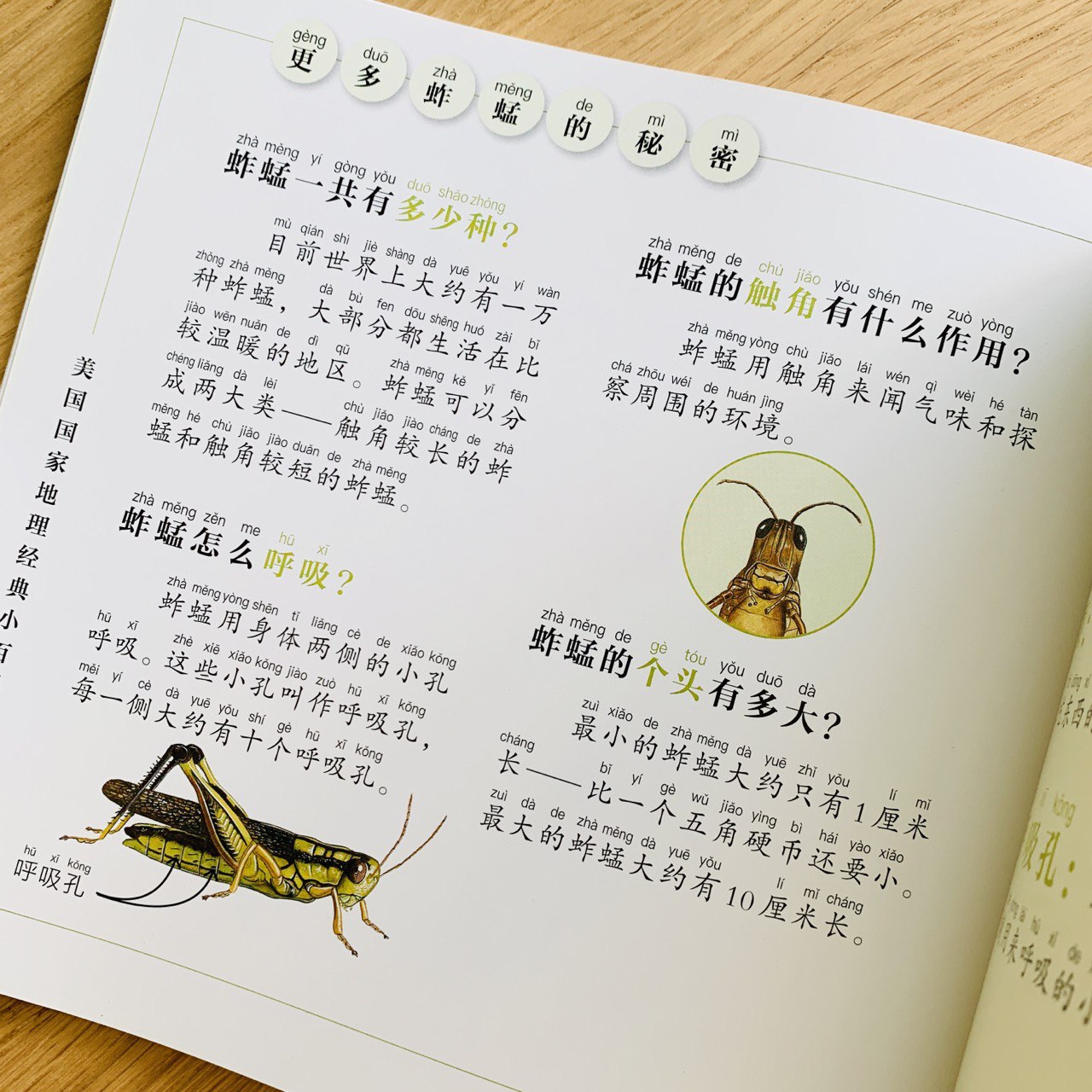 美国国家地理经典小百科 National Geographic Classic Encyclopedia - Bugs (Set of 6)